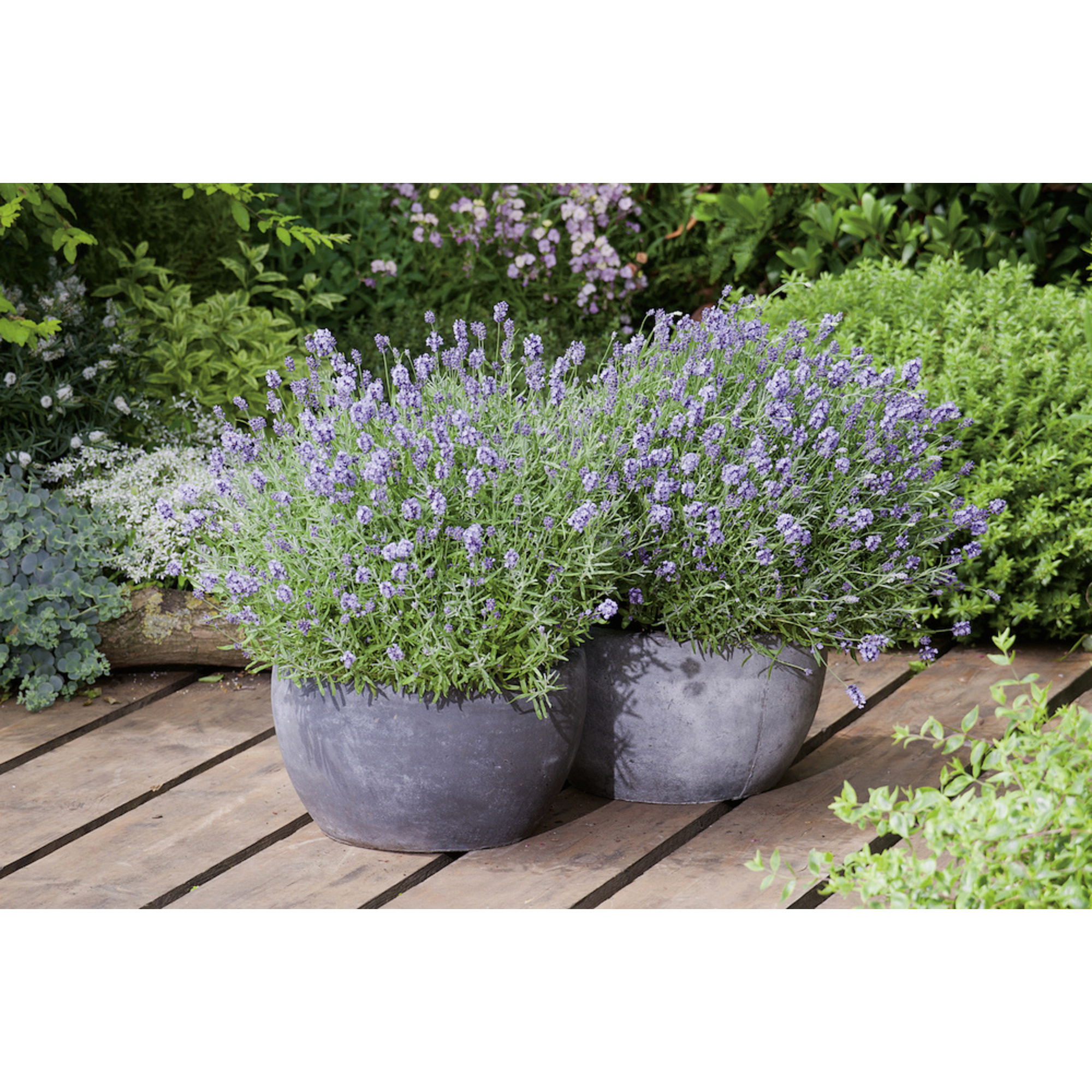 Lavendel Lavandula Angustifolia Blauviolett Winterhart Hagebaude 5360