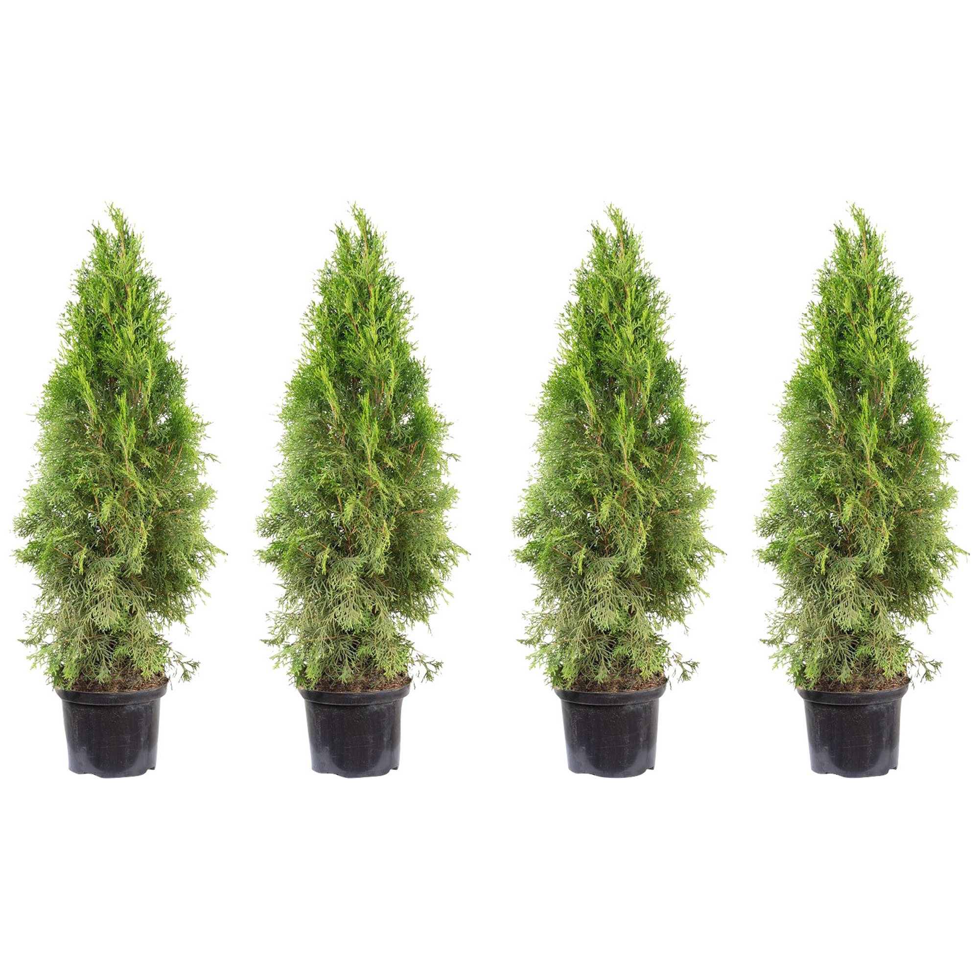 Lebensbaum, Thuja occidentalis »Smaragd«, grün, max. Wuchshöhe 500 cm hagebau.de