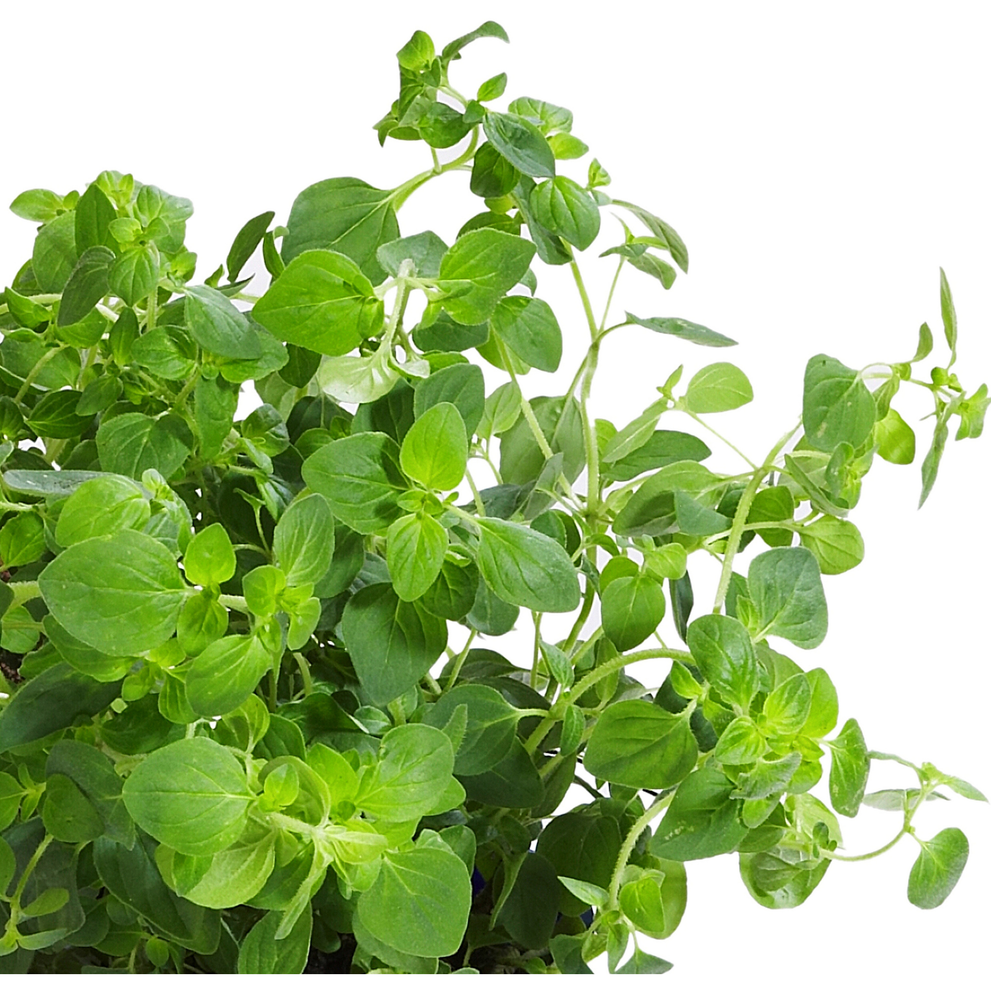 Majoran, Origanum majorana , aktuelle Pflanzenhöhe ca. 30 cm, im Topf