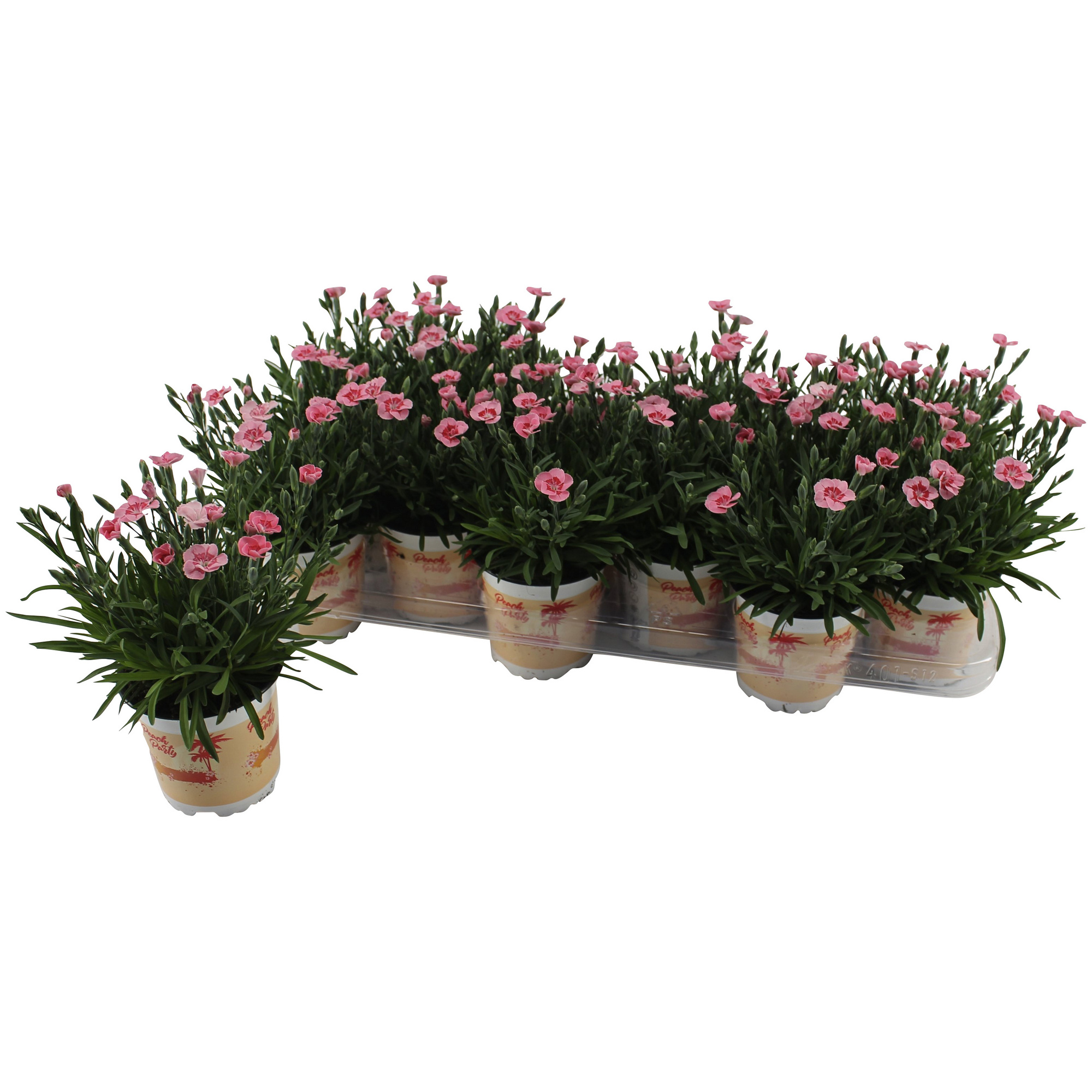 Nelke, Dianthus caryophyllus »Peach Party«, Blüte rosa, einfach