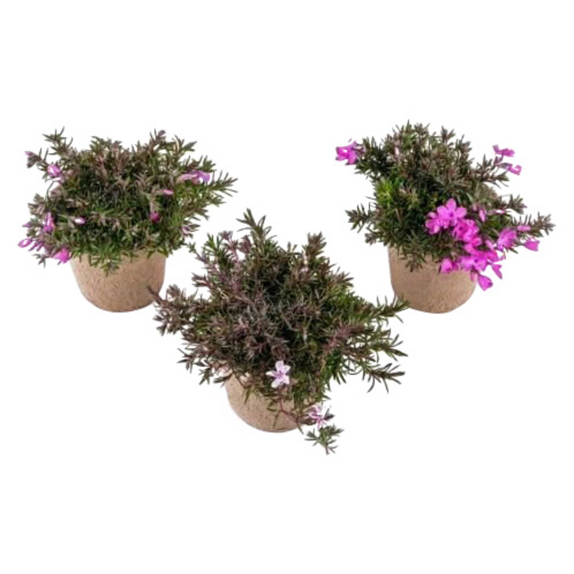 Phlox »Phlox subulata«, bunt, winterhart hagebau.de