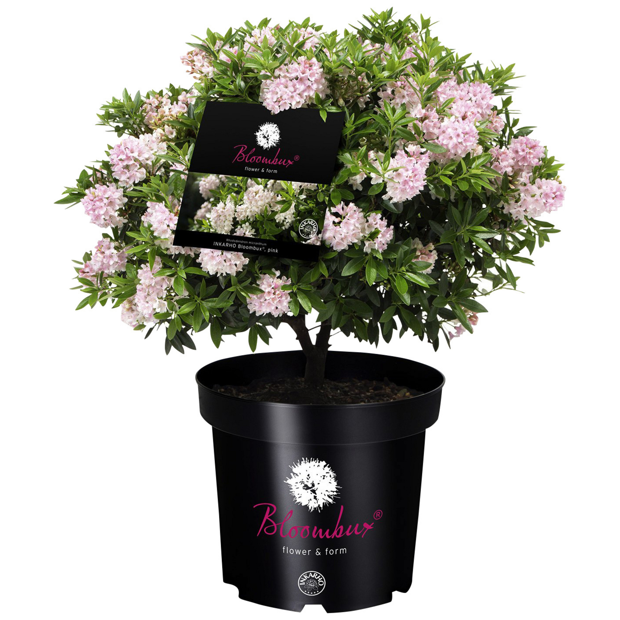 Bloombux® Rhododendron 'Bloombux', , rosa/pink, Höhe 40 45 cm