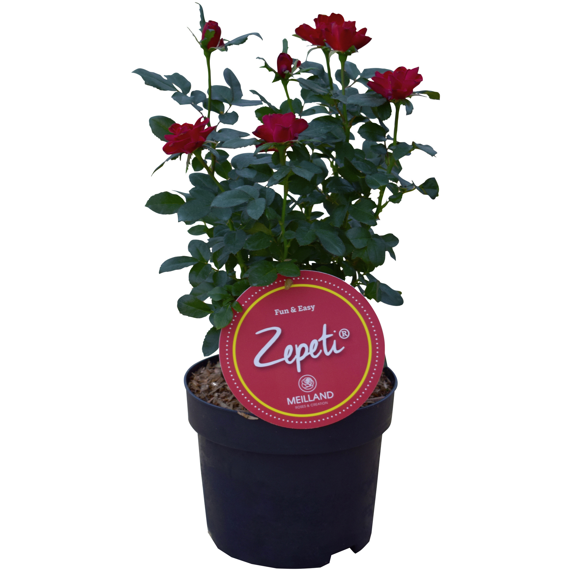 Zepeti® Rose, Rosa »Zepeti®«, Blüte samtrot, Vielblüher hagebau.de