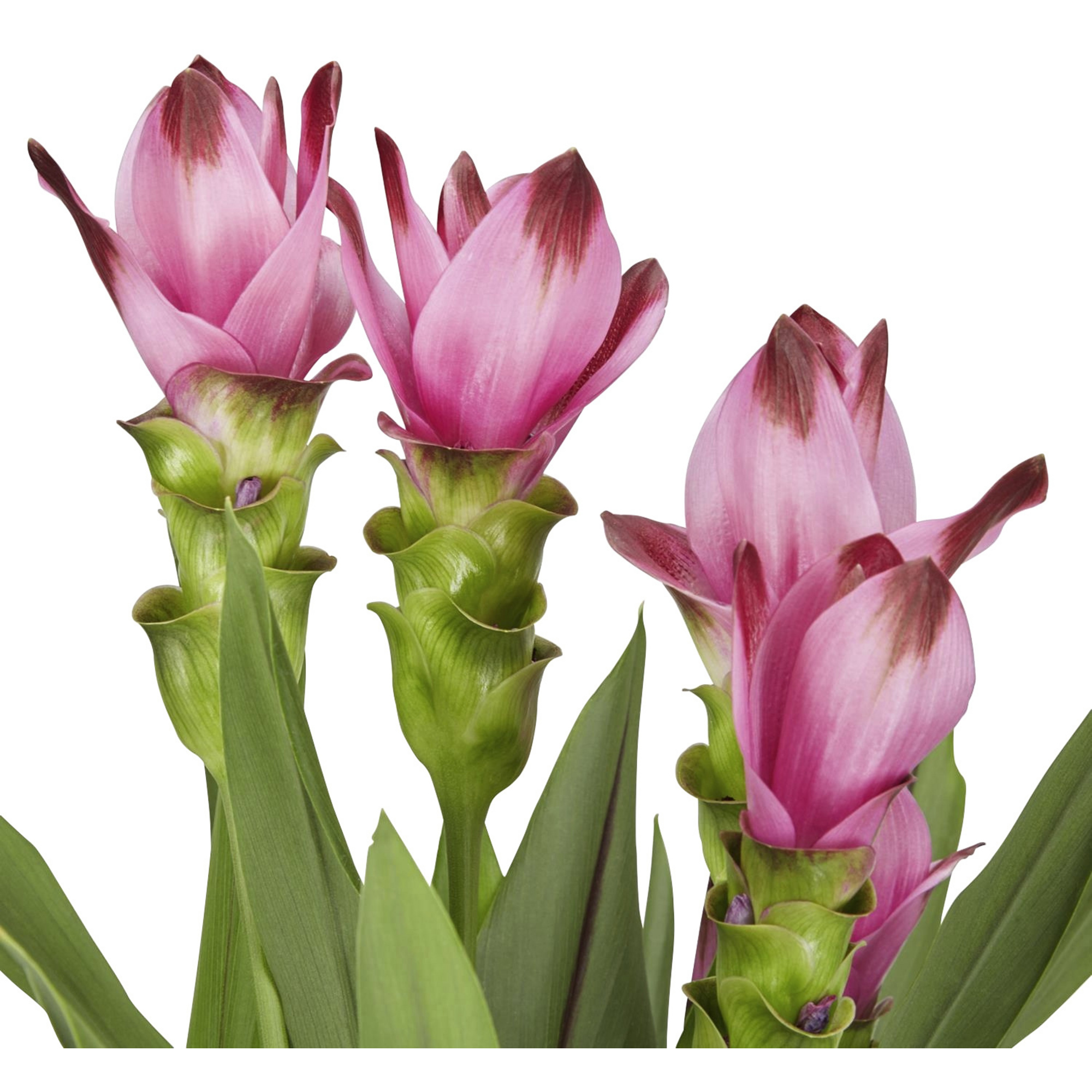 Gartenkrone Safranwurz Curcuma Alismatifolia Blütenfarbe Rosa Hagebaude 3316