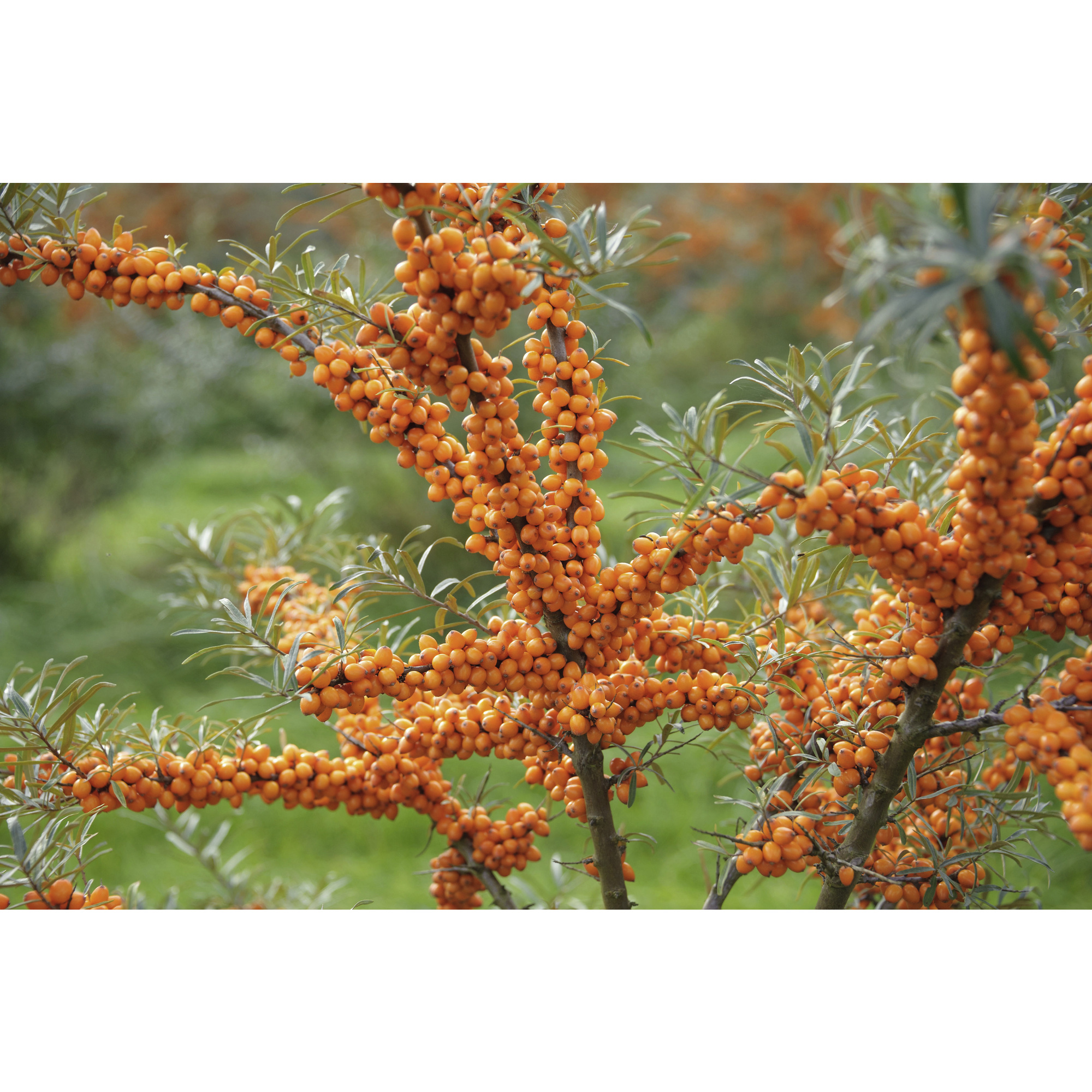 Gartenkrone Sanddorn, Hippophae rhamnoides »Leikora« Blüten gelb