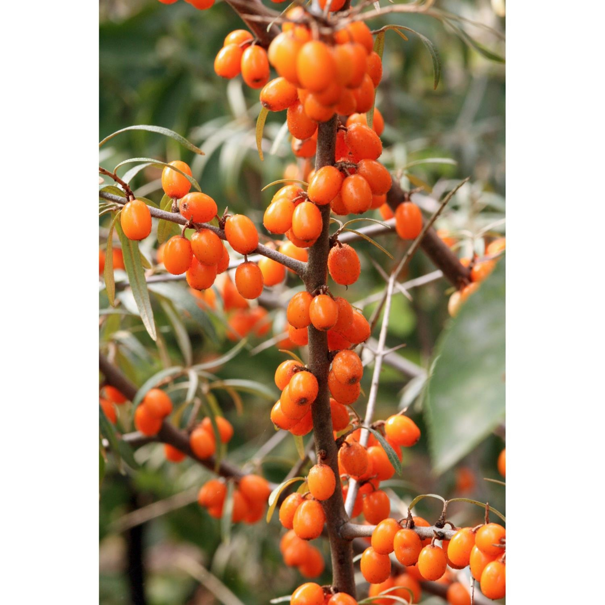 Gartenkrone Sanddorn, Hippophae rhamnoides »Leikora« Blüten gelb