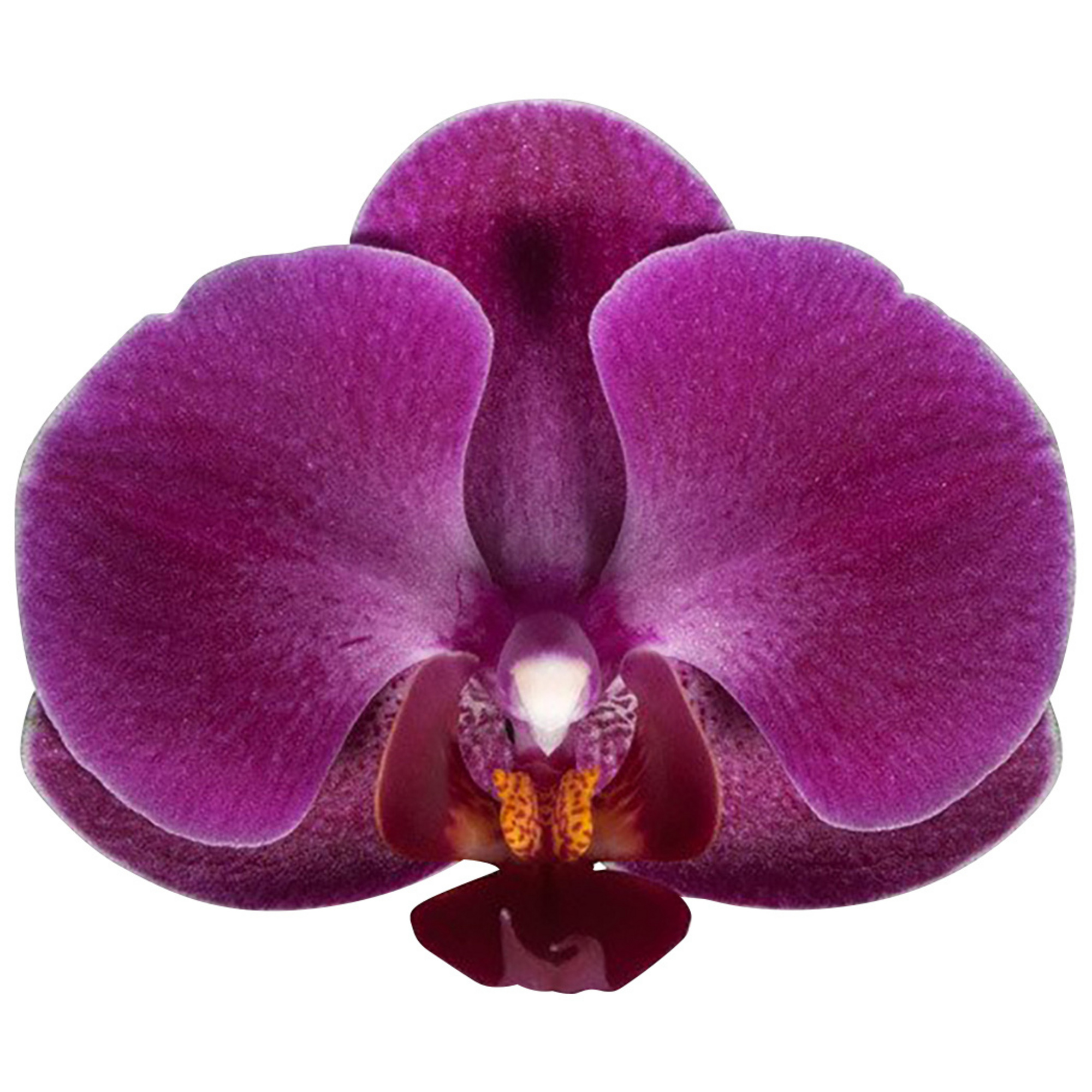 Орхидея Лозанна