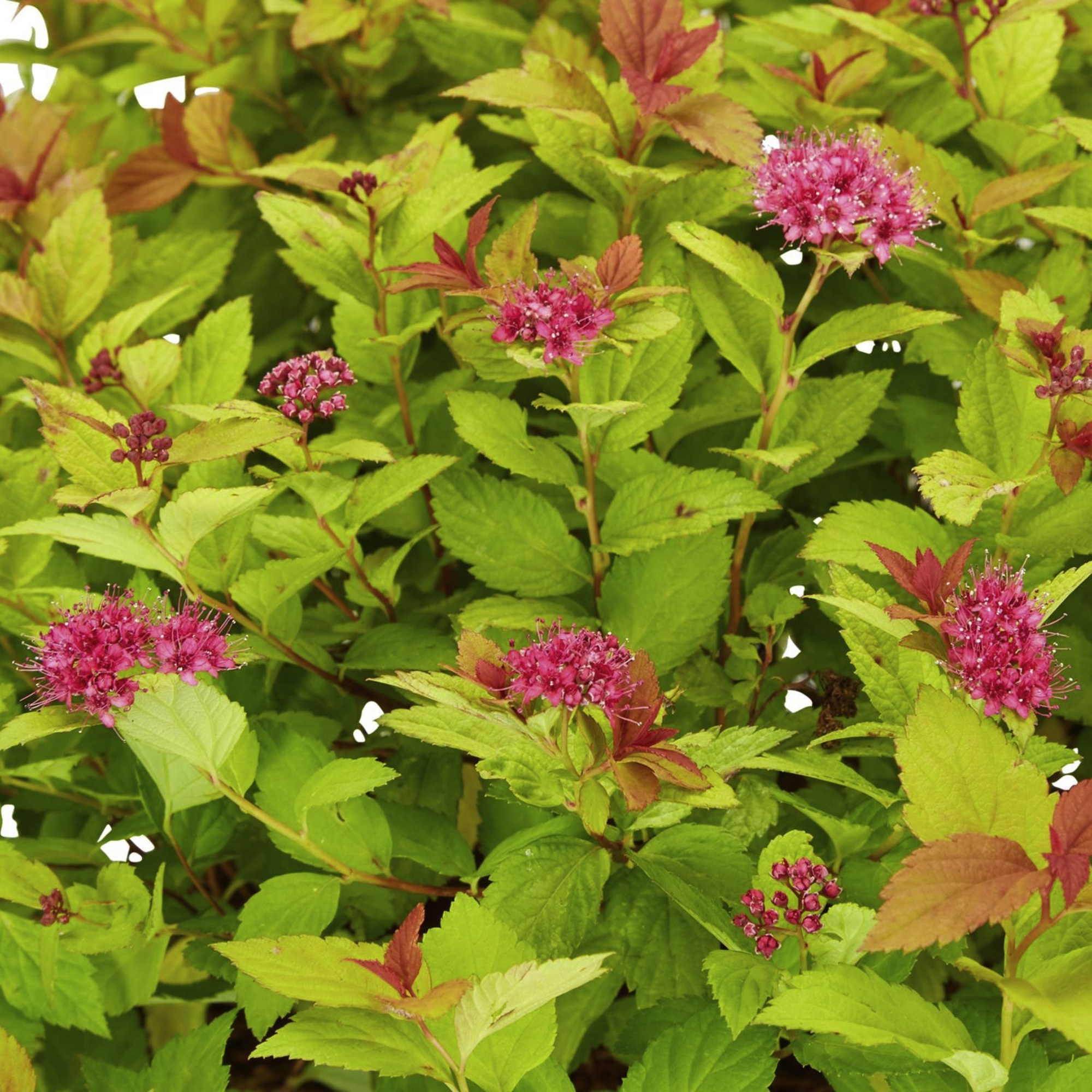 Gartenkrone Spierstrauch, Spiraea japonica »Magic Carpet«, Blätter