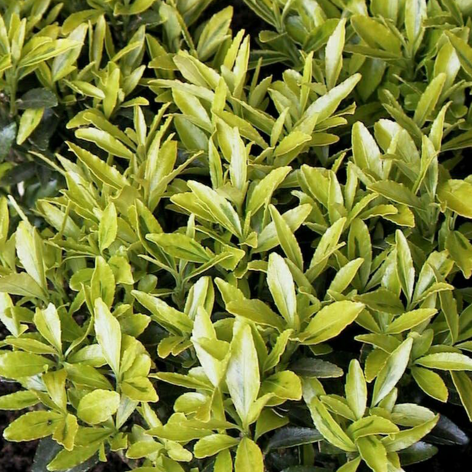 Gartenkrone Spindelstrauch Euonymus Japonicus Microphyllus Gold Weiß Winterhart Hagebaude 