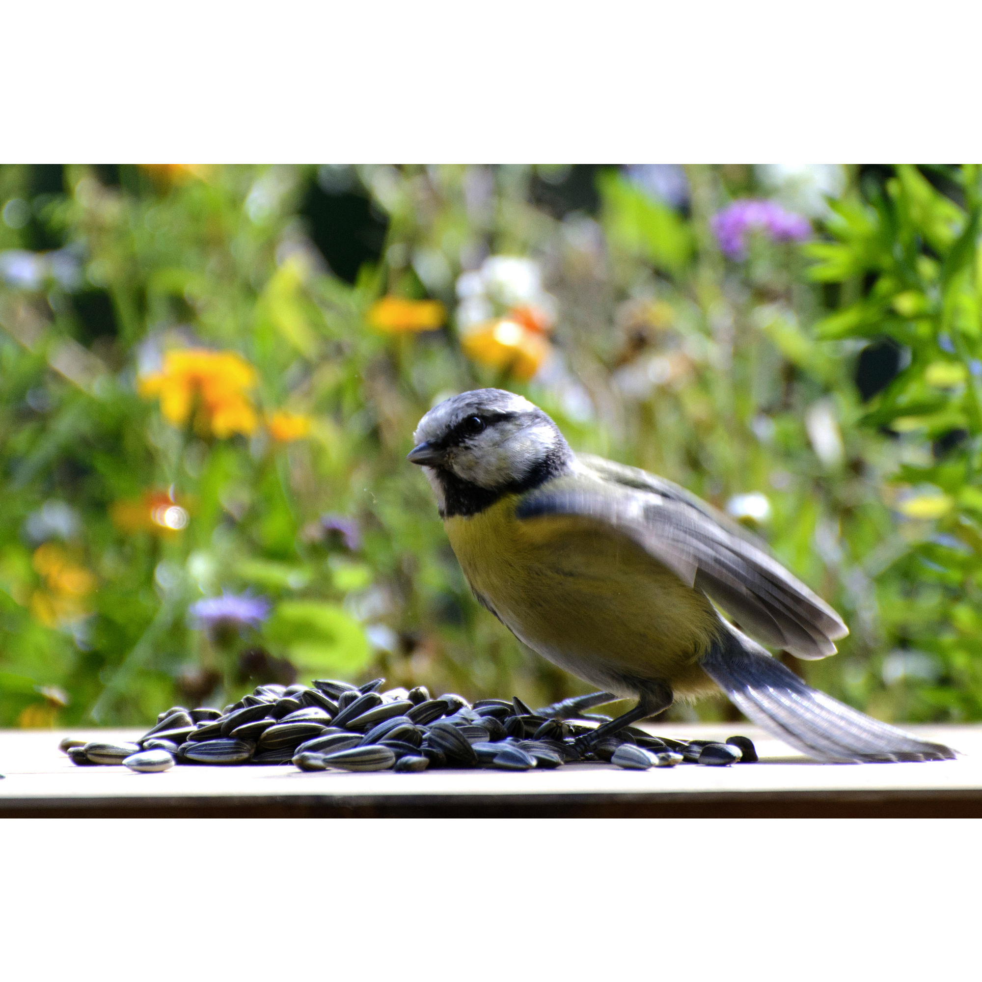 Vogelfutter »Sonnenblumenkerne«, à 20000 g hagebau.de
