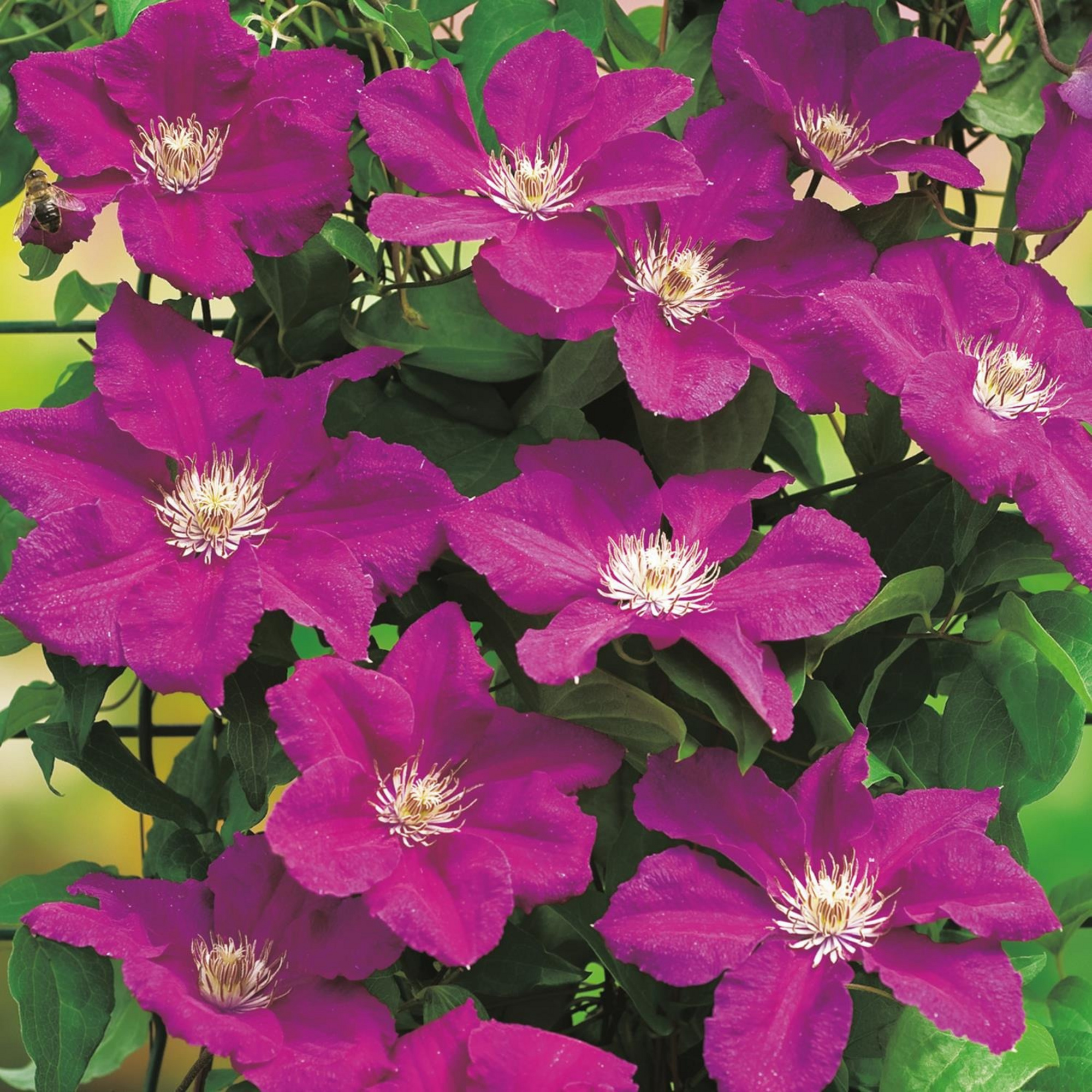 Gartenkrone Waldrebe, Clematis »Ernest Markham«, rot, winterhart