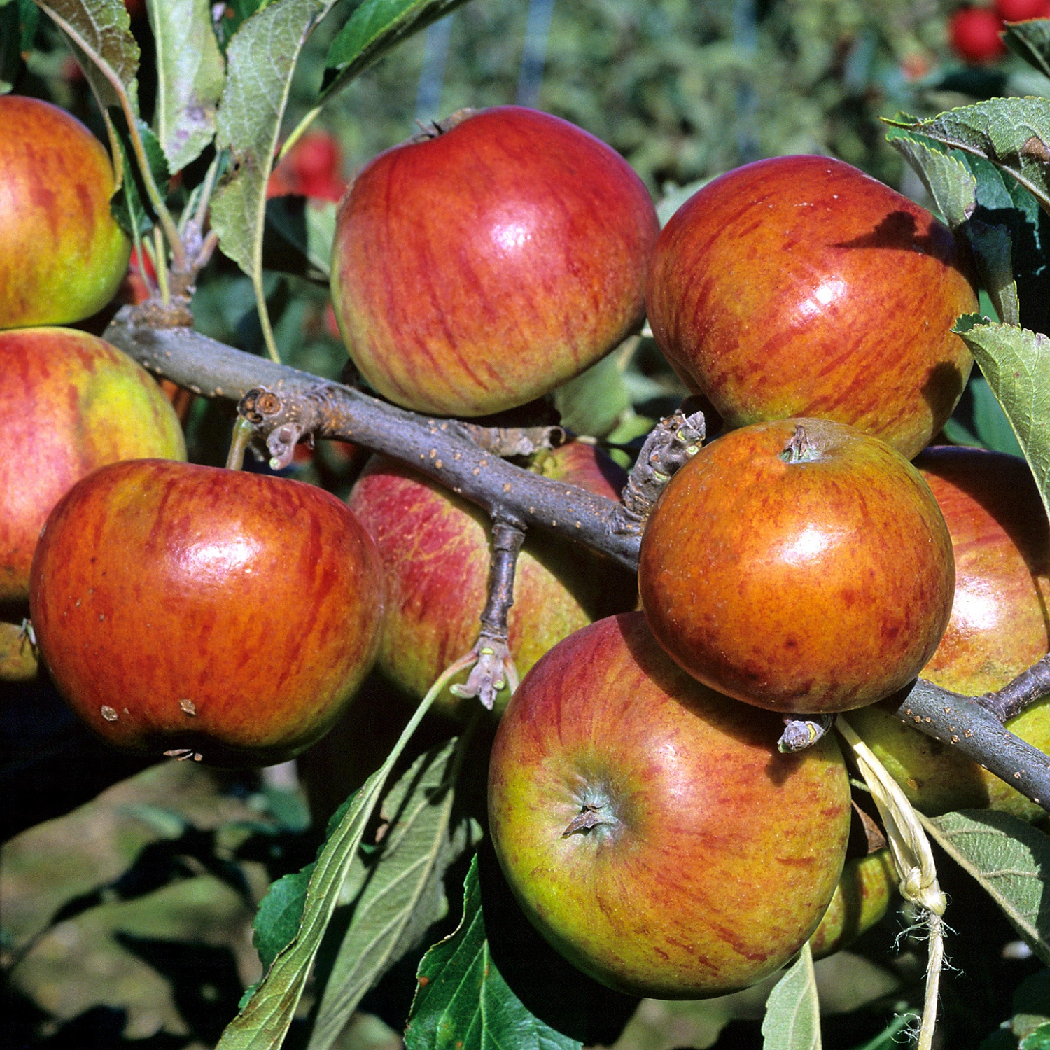 Gartenkrone Apfel, Malus domestica »Cox Orange«, Früchte: süß-säuerlich