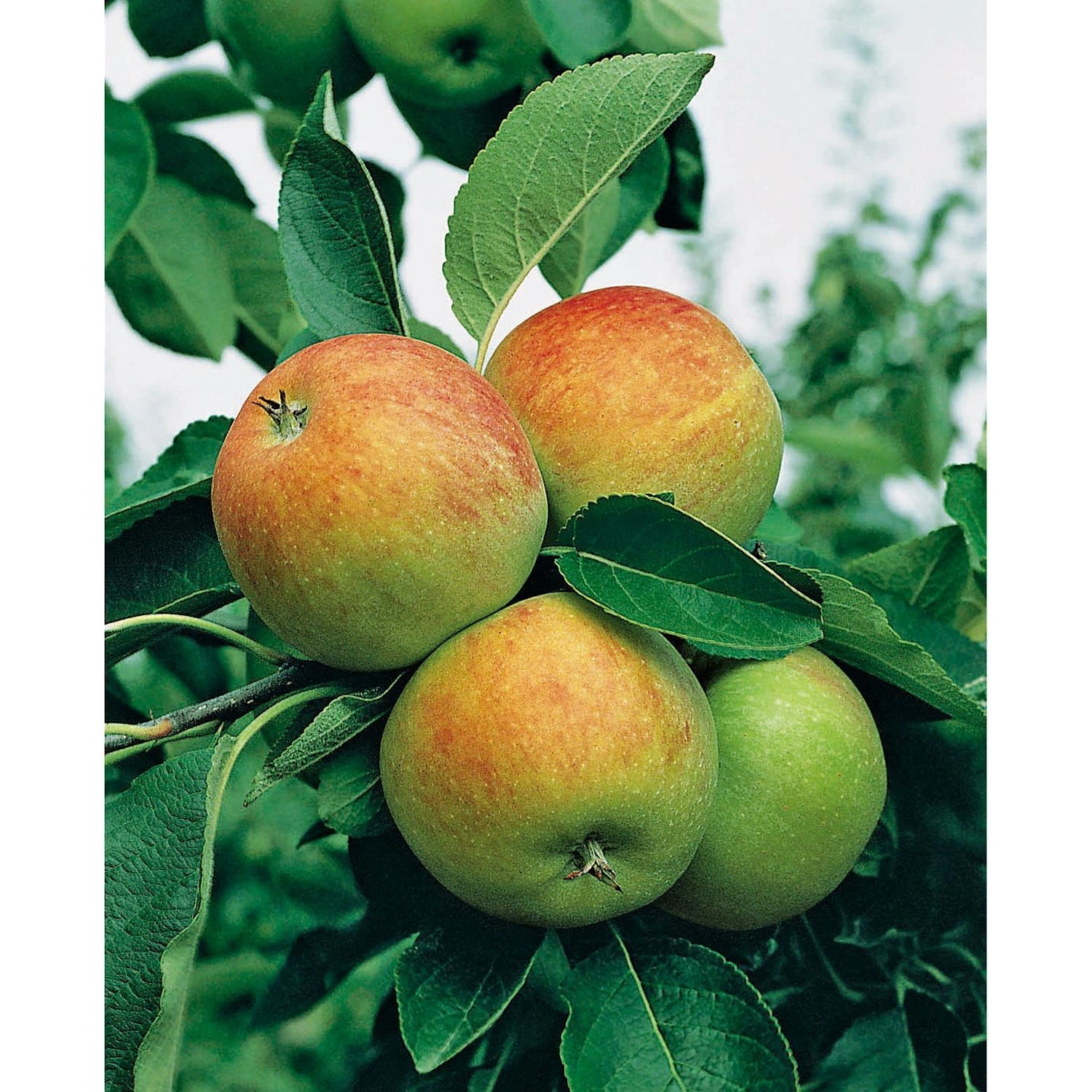Gartenkrone Apfel, Malus domestica »James Grieve«, Früchte: süß-säuerlich