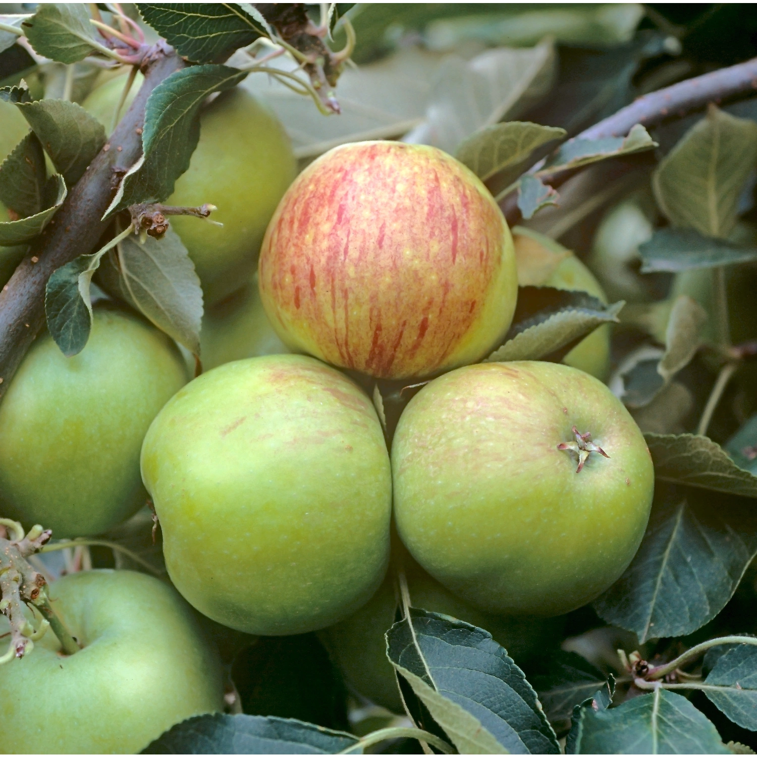 Gartenkrone Apfel, Malus domestica »James Grieve«, Früchte: süß-säuerlich