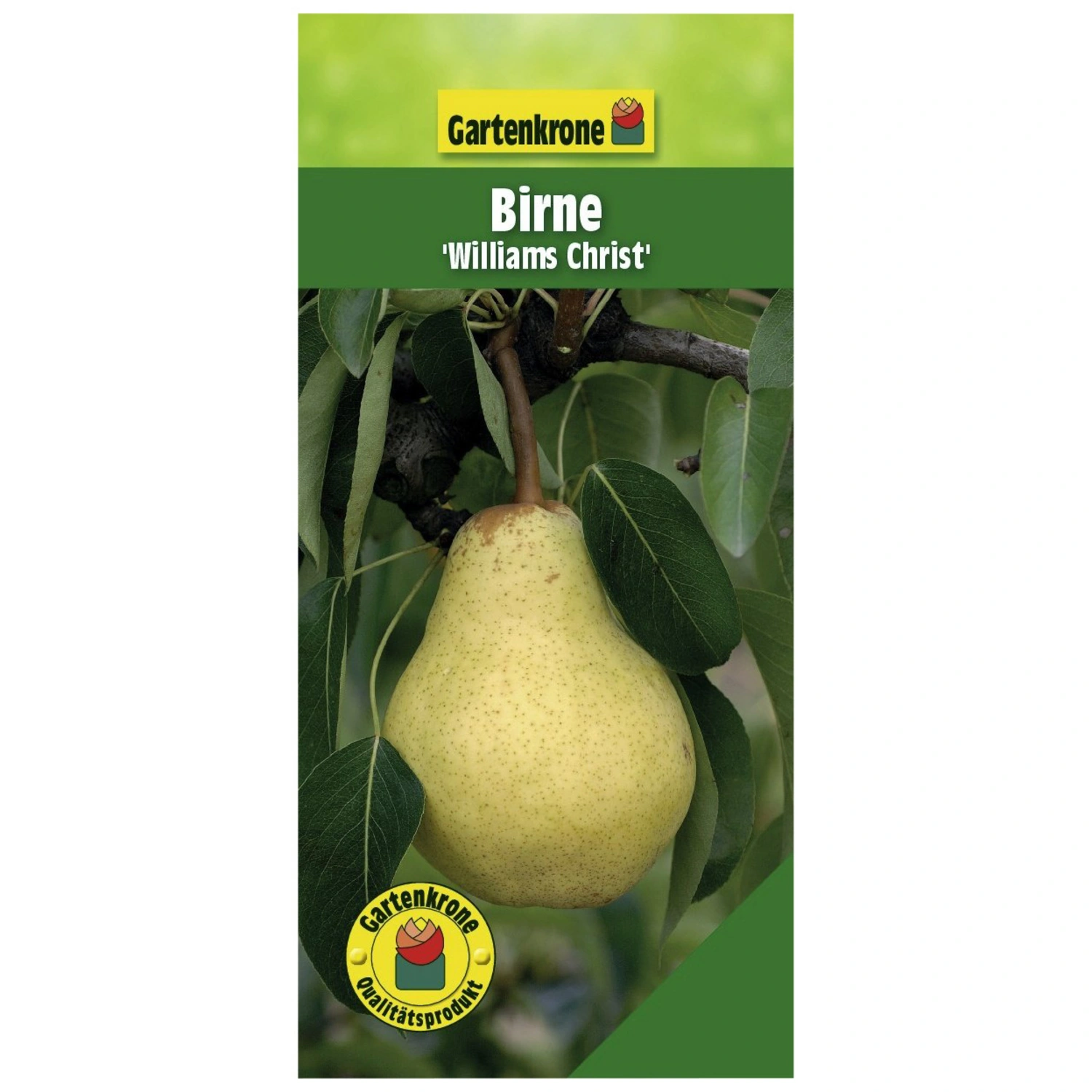 Gartenkrone Birne, Pyrus Christ«, »Williams communis süß Früchte