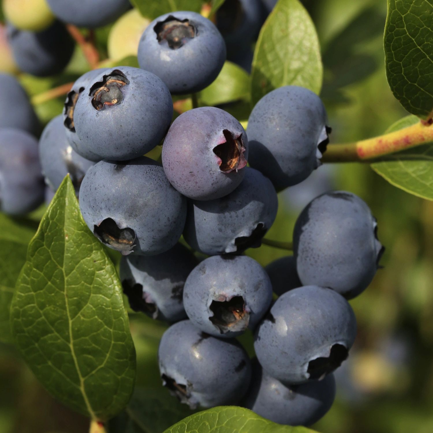Heidelbeere, Vaccinium blau, corymbosum »Goldtraube«, Verzehr zum Frucht: geeignet