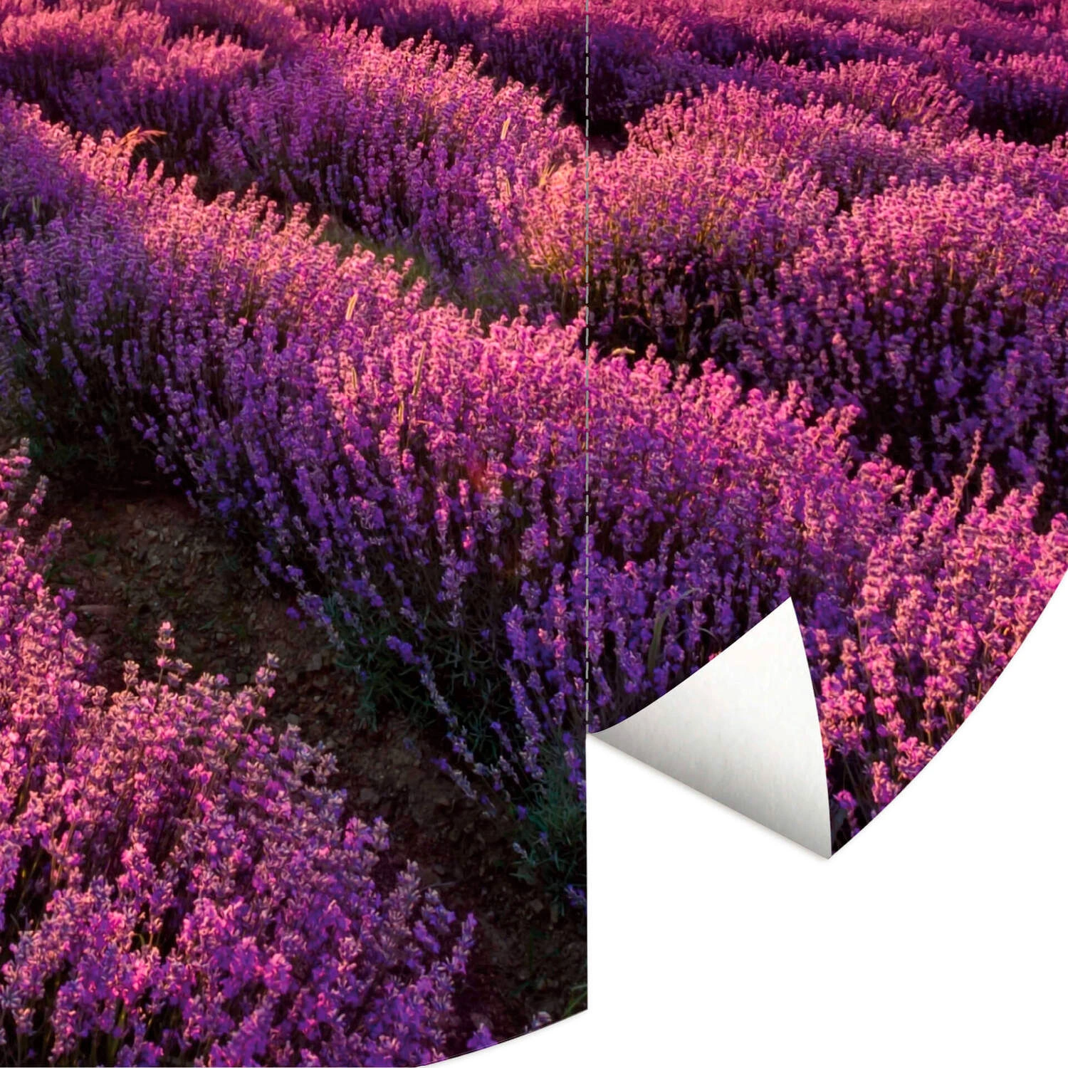 K&L Acker Vliestapete«, mehrfarbig, Lavendel Landschaft, matt Wall Art »Runde Vliestapete lila