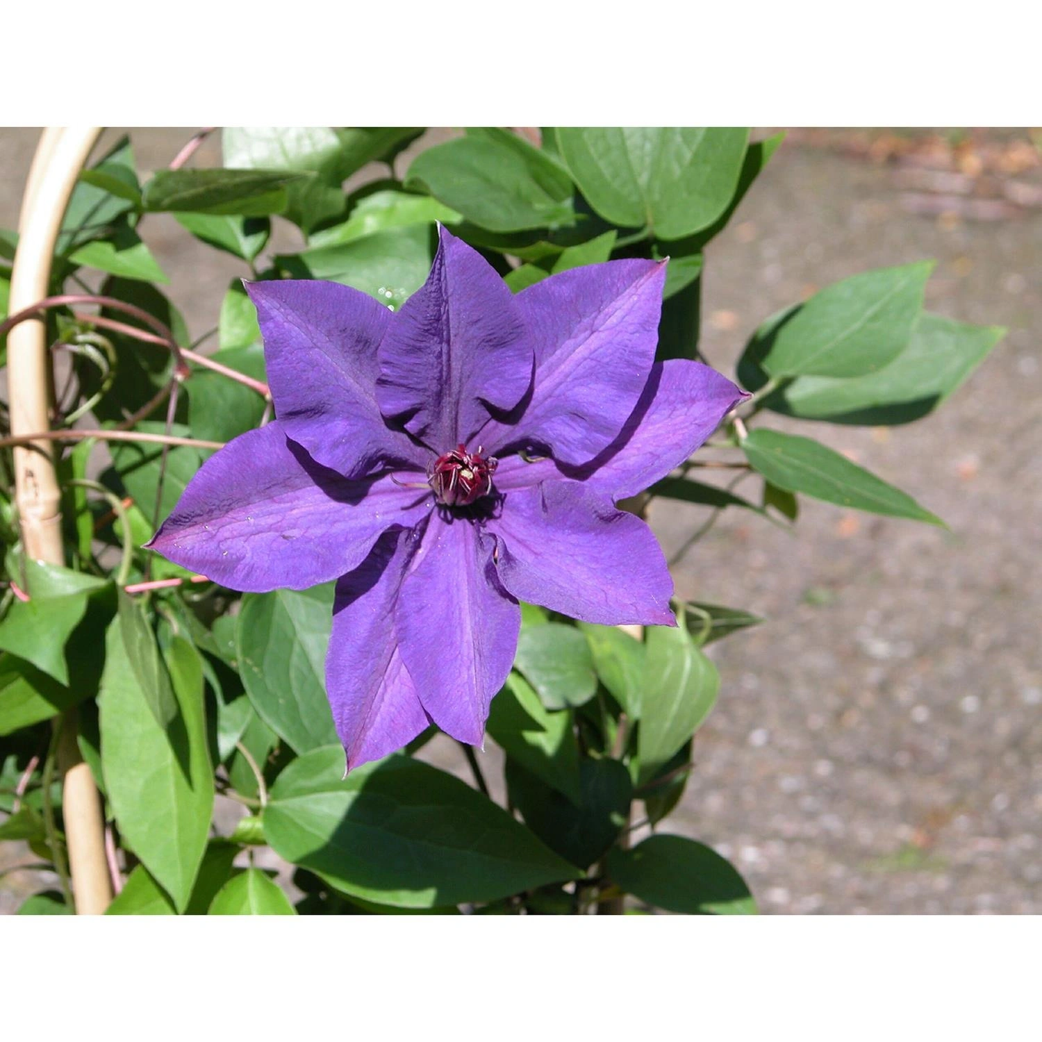 Gartenkrone Waldrebe Clematis The President Blau Winterhart Hagebaude 0132