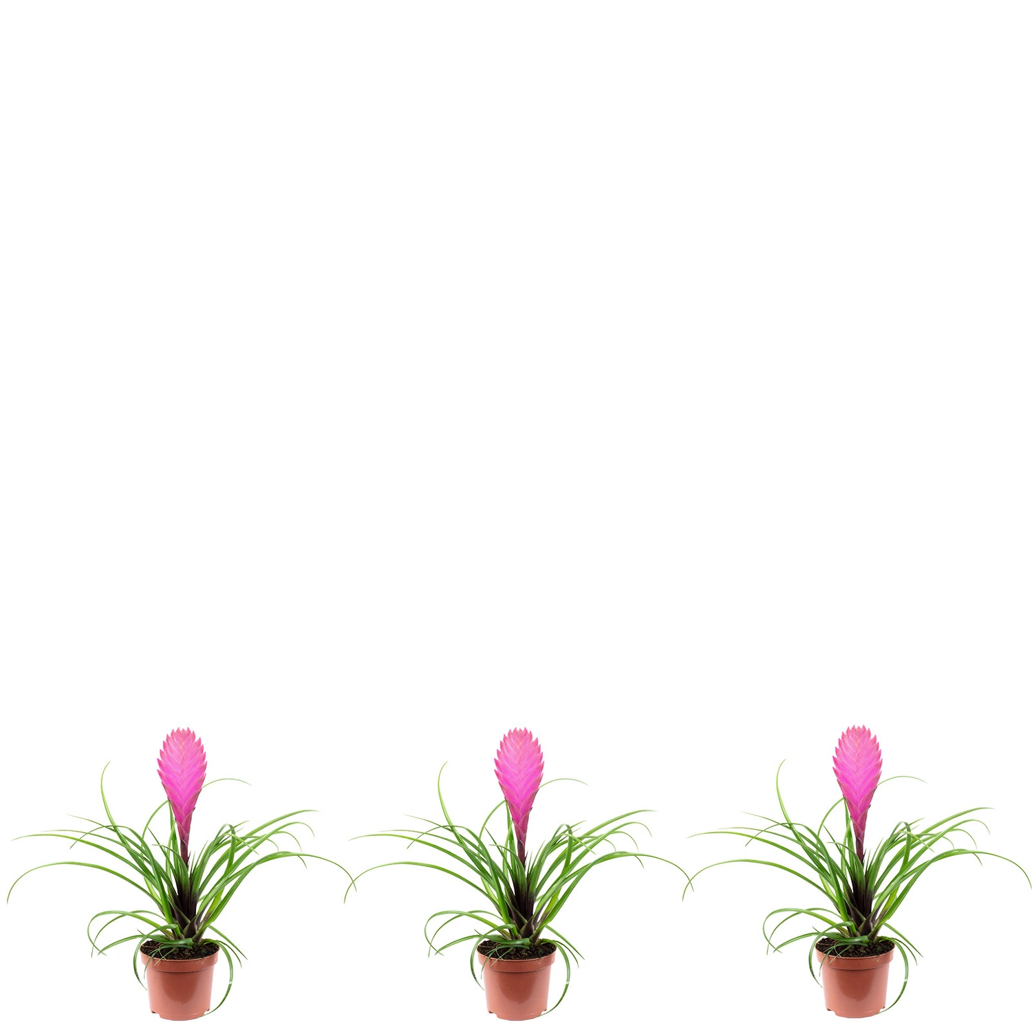 Flowerbox Zimmerpflanze, 3er-Set Tillandsie - Höhe ca. 25 cm, Topf-Ø 9 cm -  Tillandsia cyanea
