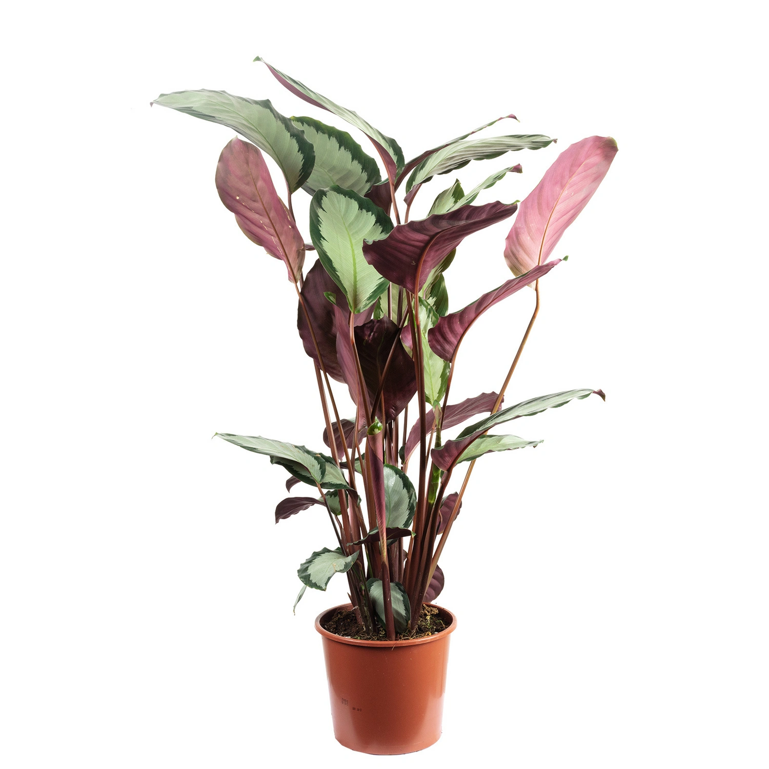 Flowerbox Zimmerpflanze, Korbmarante Ornata - Calathea Picturata - Höhe ca.  75 cm, Topf-Ø 17 cm