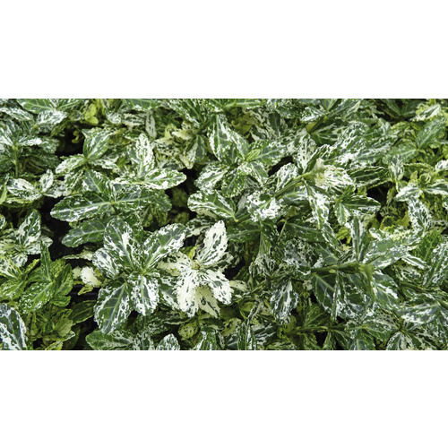 HELIX PFLANZEN Spindelstrauch, Euonymus fortunei »Halequin«, Blattfarbe: weiß/grün - weiss