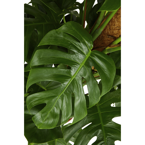 Gartenkrone Fensterblatt, Monstera delic...