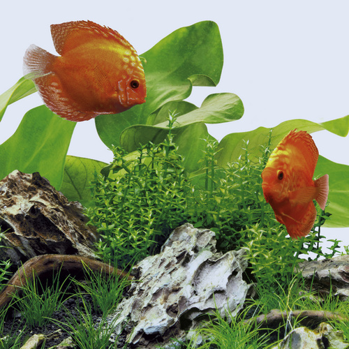 Thumbnail - JUWEL AQUARIUM Leuchtmittel »LED DAY«, 12 W, weiß - weiss