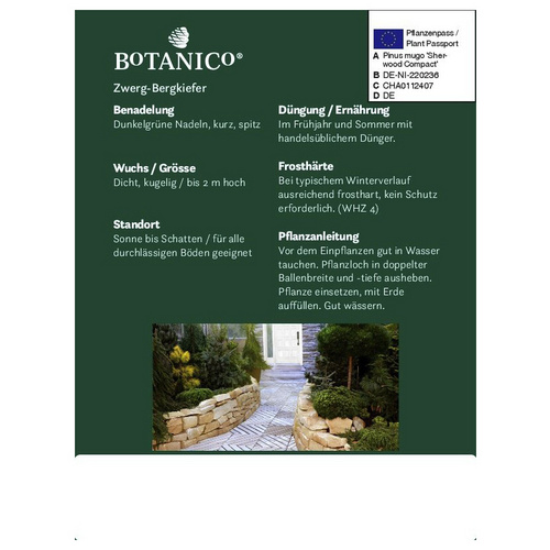 Thumbnail - Botanico Bergkiefer, Pinus mugo »Sherwood Compact«, immergrün - gruen
