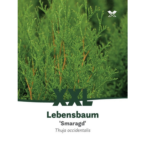 Lebensbaum, Thuja occidentalis »Smaragd... Lebensbaum, Thuja occidentalis »Smaragd...