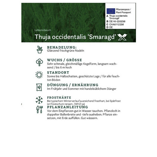 Lebensbaum, Thuja occidentalis »Smaragd... Lebensbaum, Thuja occidentalis »Smaragd...
