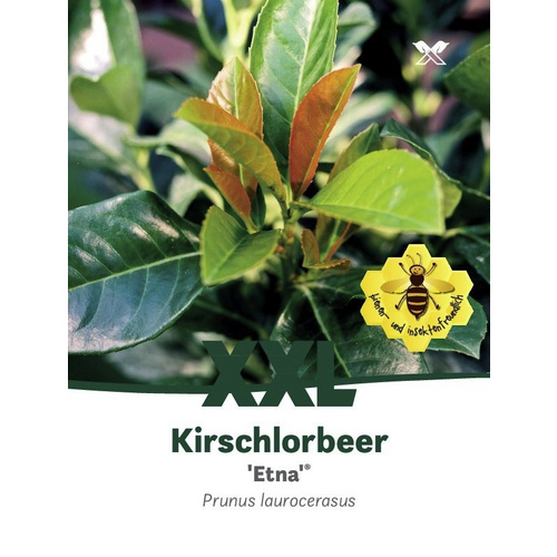 Kirschlorbeer, Prunus laurocerasus »Etn...