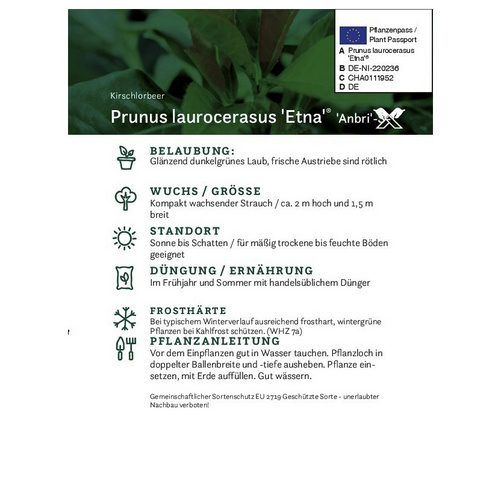 Kirschlorbeer, Prunus laurocerasus »Etn...