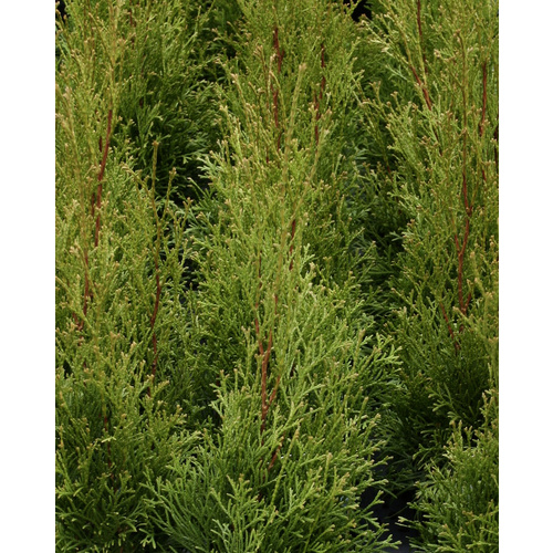 Lebensbaum, Thuja occidentalis »Smaragd... Lebensbaum, Thuja occidentalis »Smaragd...