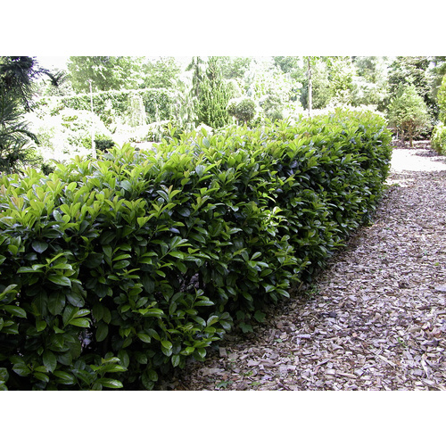 Kirschlorbeer, Prunus laurocerasus »Etn...