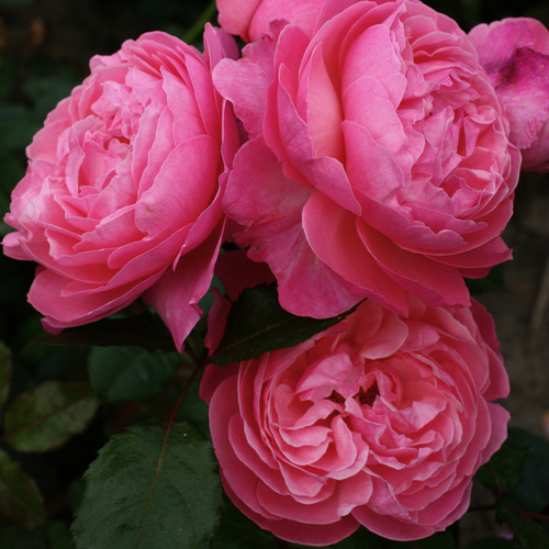 Thumbnail - KORDES ROSEN Strauchrose, Rosa »Flora Colonia/Kölner Flora®«, Blüte: rosa, gefüllt