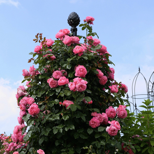 Thumbnail - KORDES ROSEN Strauchrose, Rosa »Flora Colonia/Kölner Flora®«, Blüte: rosa, gefüllt