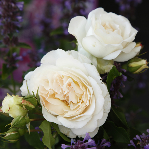 Thumbnail - KORDES ROSEN Beetrose, Rosa »Kosmos®«, Blüte: cremeweiß, gefüllt - beige