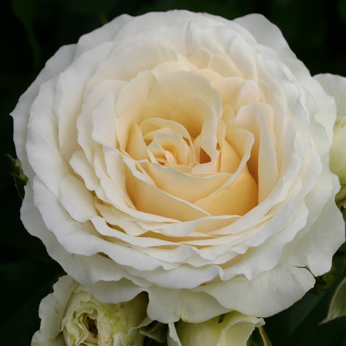 Thumbnail - KORDES ROSEN Beetrose, Rosa »Kosmos®«, Blüte: cremeweiß, gefüllt - beige