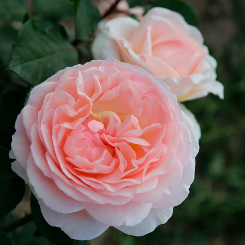 Thumbnail - KORDES ROSEN Beetrose, Rosa »Märchenzauber®«, Blüte: apricot, gefüllt