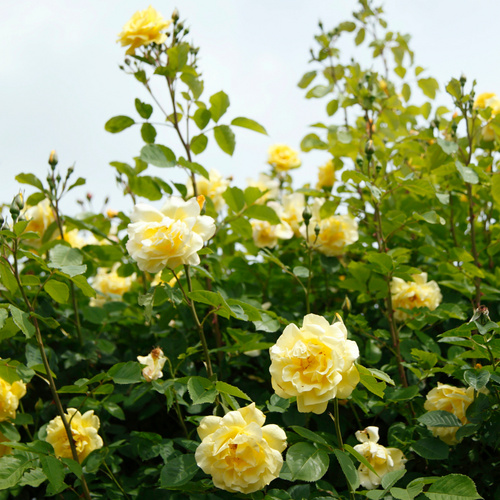Thumbnail - KORDES ROSEN Kletterrose Rosa  »Golden Gate®« - gelb