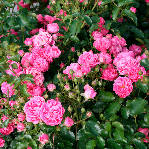 Thumbnail - KORDES ROSEN Beetrose, Rosa »Moin Moin®«, Blüte: rosa, gefüllt