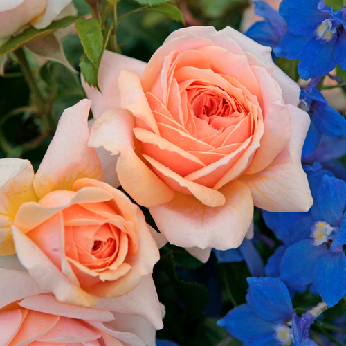 Thumbnail - KORDES ROSEN Beetrose, Rosa »Garden of Roses®«, Blüte: rosa, gefüllt