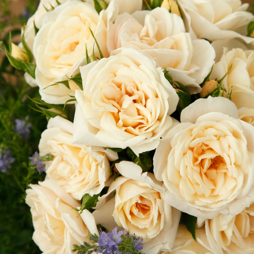 Thumbnail - KORDES ROSEN Beetrose, Rosa »Lions-Rose®«, Blüte: cremeweiß, gefüllt - weiss