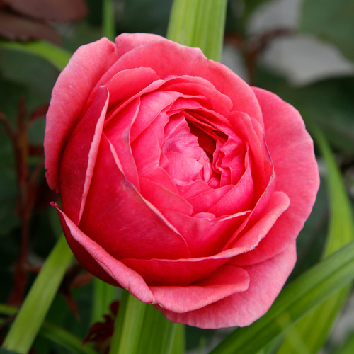 Thumbnail - KORDES ROSEN Beetrose, Rosa »Gartenprinzessin Marie-Jose®«, Blüte: rosarot, gefüllt
