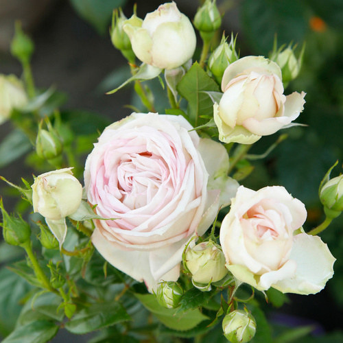 Thumbnail - KORDES ROSEN Edelrose, Rosa »Madame Anisette®«, Blüte: creme, gefüllt - beige