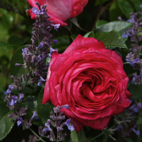 Thumbnail - KORDES ROSEN Edelrose , Rosa »Cherry Lady®«, Blüte: rosarot, gefüllt