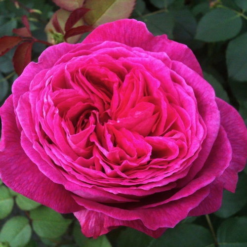 Thumbnail - KORDES ROSEN Beetrose, Rosa »Freifrau Caroline®«, Blüte: rosa/pink, gefüllt