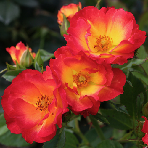 Thumbnail - KORDES ROSEN Rose »Summer of Love« - bunt