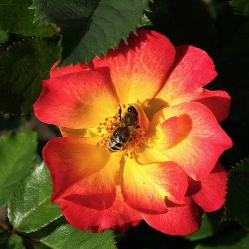 Thumbnail - KORDES ROSEN Rose »Summer of Love« - bunt