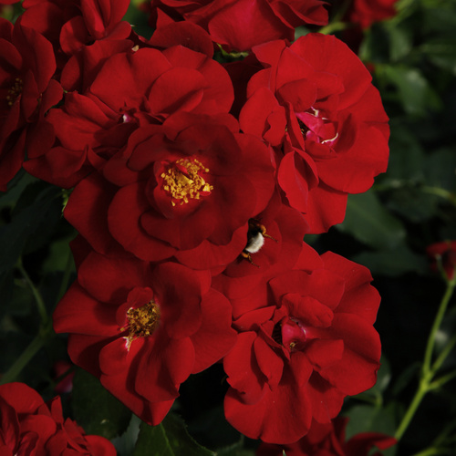 Thumbnail - KORDES ROSEN Rose »Marondo« - bunt